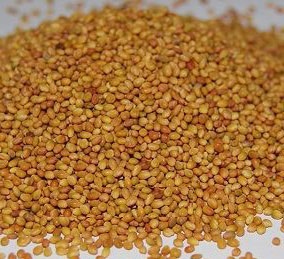 بهترین بذرها